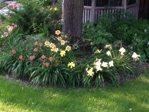 Some of My Daylillies starting to bloom!