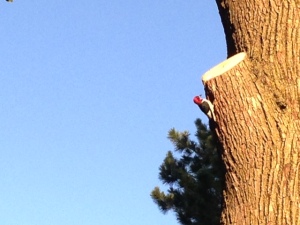 Red-Headed Woodpecker feeding her young.